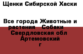 Щенки Сибирской Хаски - Все города Животные и растения » Собаки   . Свердловская обл.,Артемовский г.